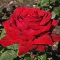 Rose Burgund